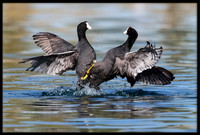Coot Fight