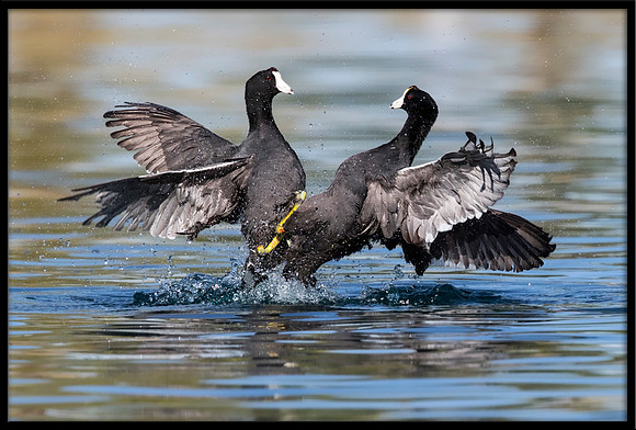 Coot Fight