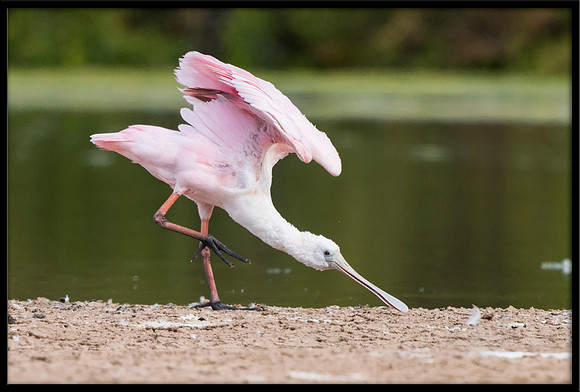 Roseate Spoonbill