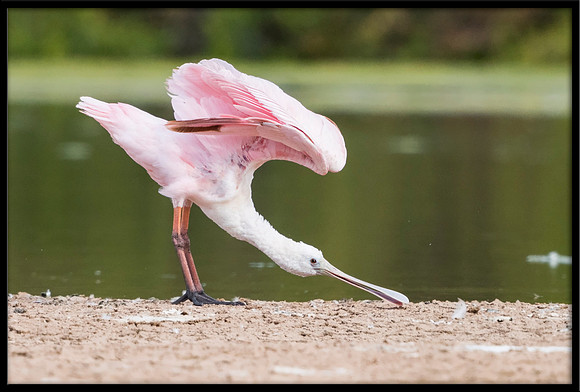 Roseate Spoonbill