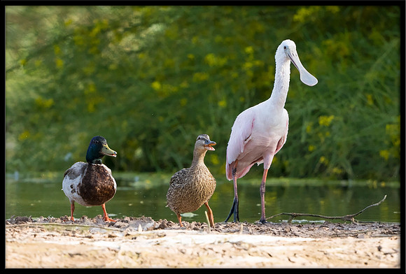 Roseate Spoonbill