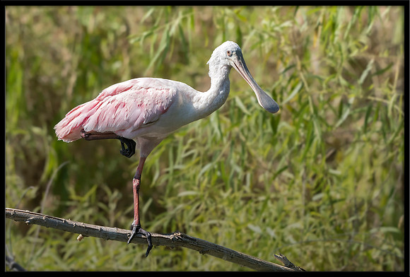 Roseate Spoonbill