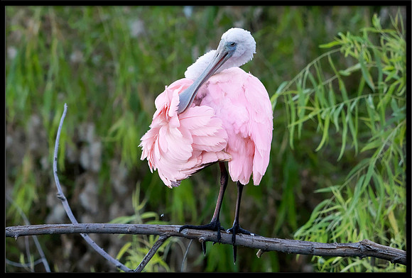 Roseate Spoonbill