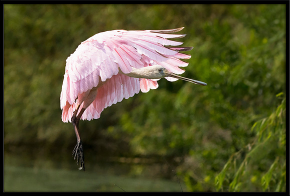 Roseate Spoonbill