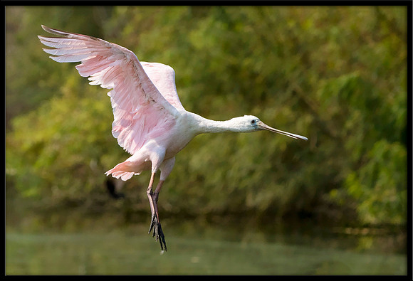 Roseate Spoonbill
