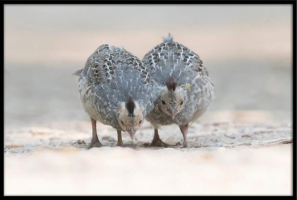 Gambel's Quail Chicks