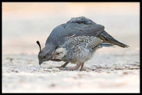 Gambel's Quail Mom and Chick
