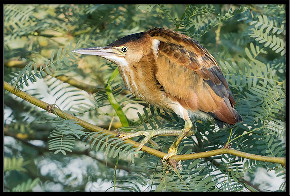 Least Bittern