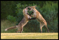 Red Foxes