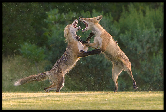 Red Foxes