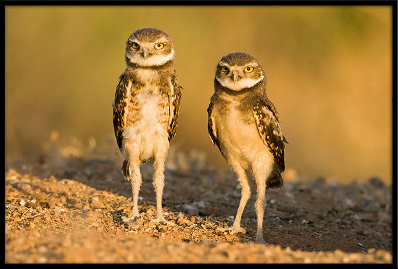 Burrowing Owlets