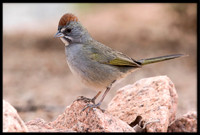 Green-tailed Towhee