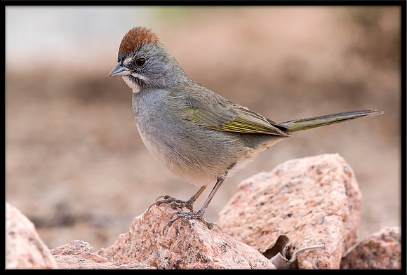 Green-tailed Towhee