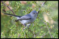 Blue-grey Gnatcatcher