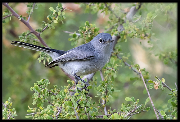 Blue-grey Gnatcatcher