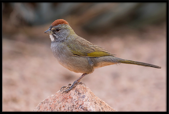Green-tailed Towhee