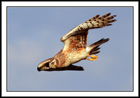 Northern Harrier