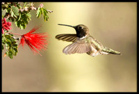 Black-chinned Hummingbird