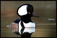 Hooded Merganser