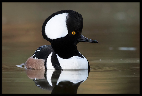 Hooded Merganser