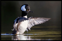 Hooded Merganser
