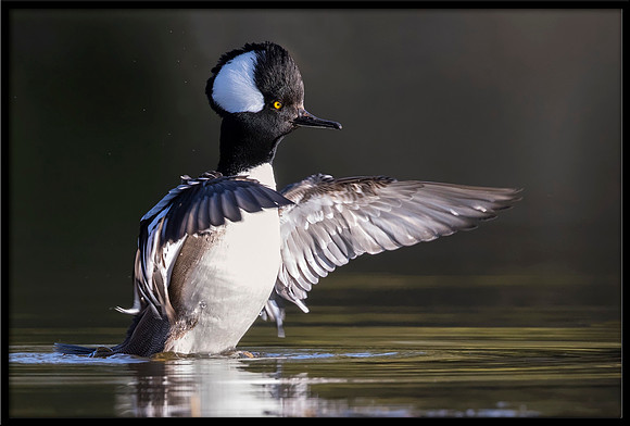 Hooded Merganser