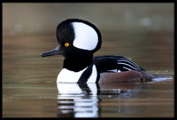 Hooded Merganser