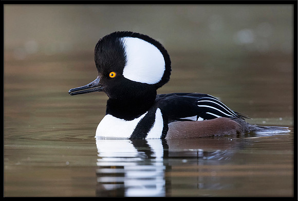 Hooded Merganser