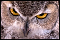 Great Horned Owl
