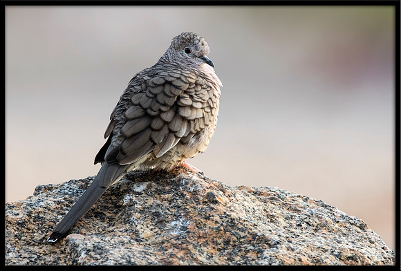 Inca Dove