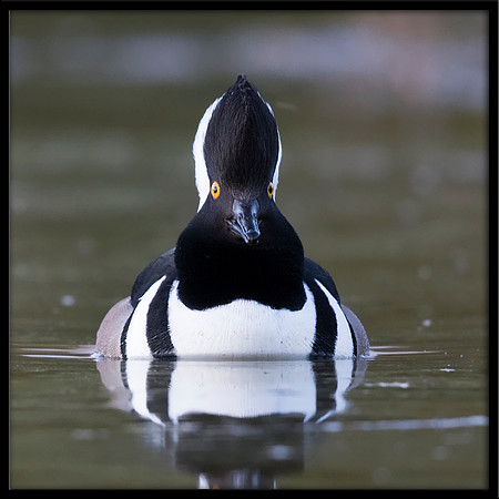 Hooded Merganser