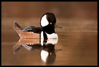 Hooded Merganser