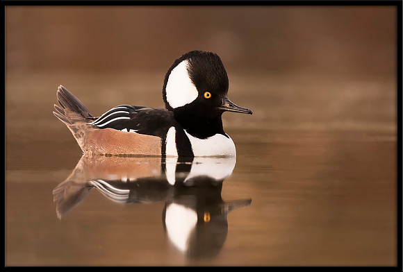 Hooded Merganser