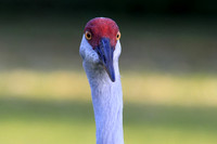 Sandhill Crane