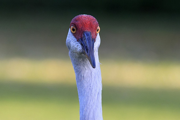 Sandhill Crane
