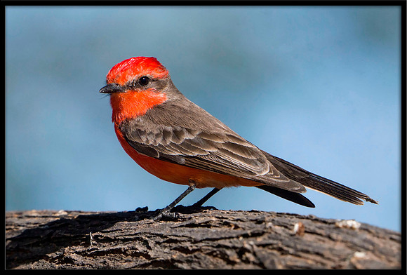 Vermilion Flycatcher