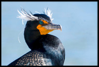Double-crested Cormorants