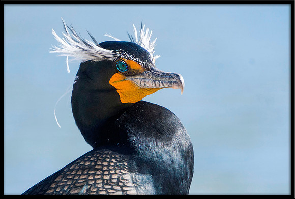 Double-crested Cormorant