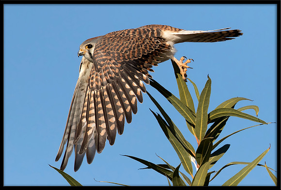American Kestrel