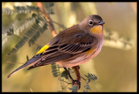 Yellow-rumped Warbler / Audubon's Warbler