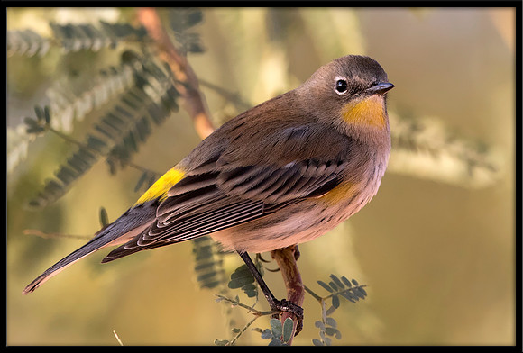 Yellow-rumped Warbler / Audubon's Warbler