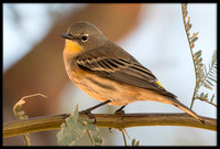 Yellow-rumped Warbler / Audubon's Warbler