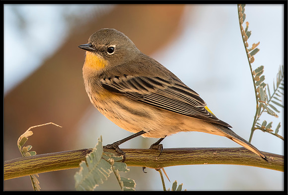 Yellow-rumped Warbler / Audubon's Warbler