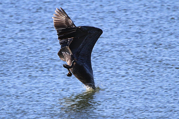 Brown Pelican diving