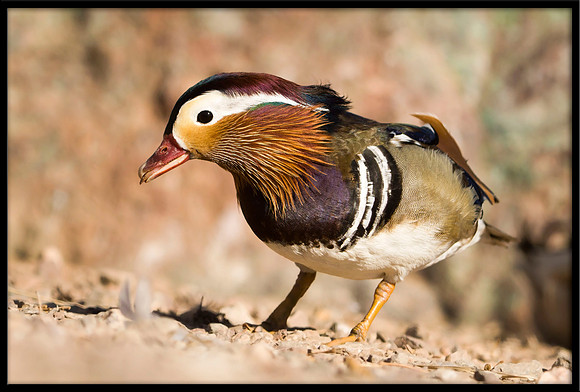 Mandarin Duck