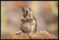 Harris's Antelope Squirrel