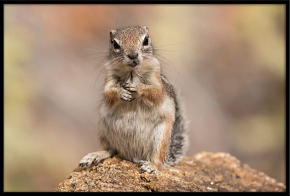Harris's Antelope Squirrel