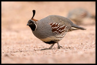 Gambel's Quail