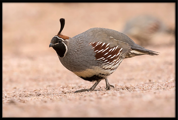 Gambel's Quail