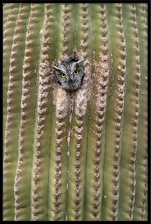 Western Screech Owl